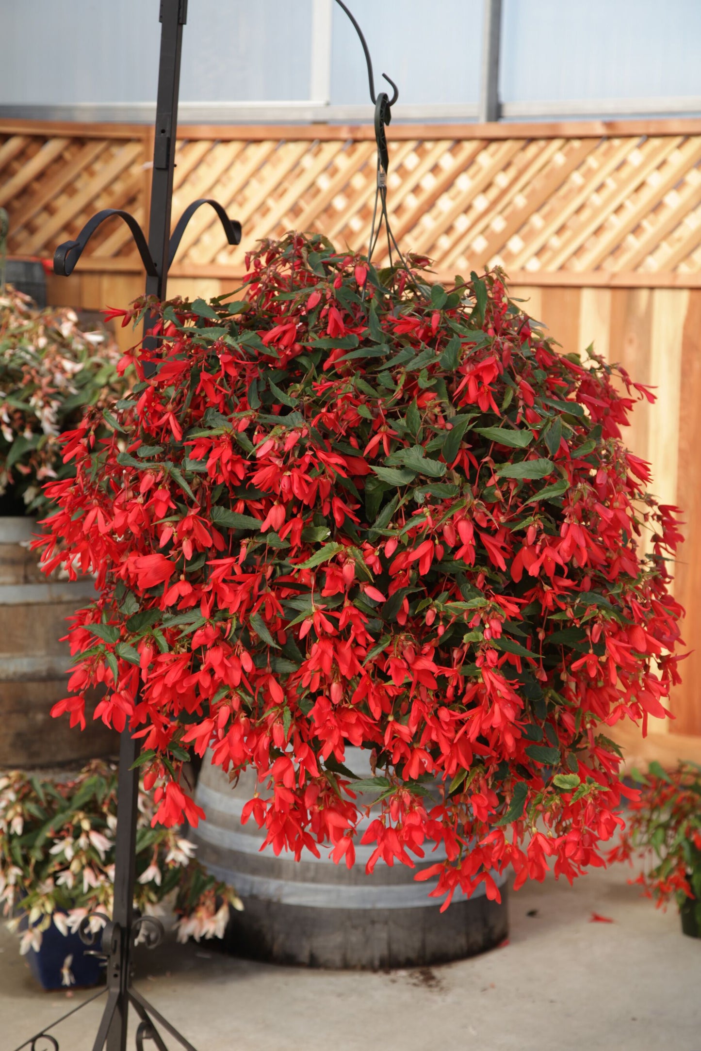 Begonia | Begonia Hanging Basket