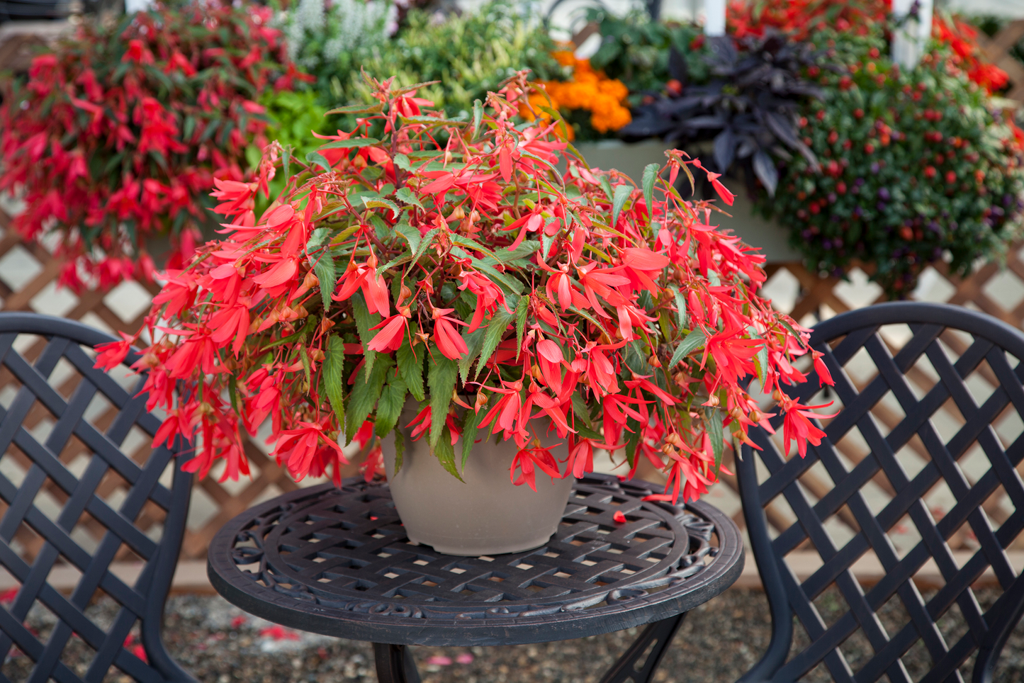 Begonia | Begonia Hanging Basket