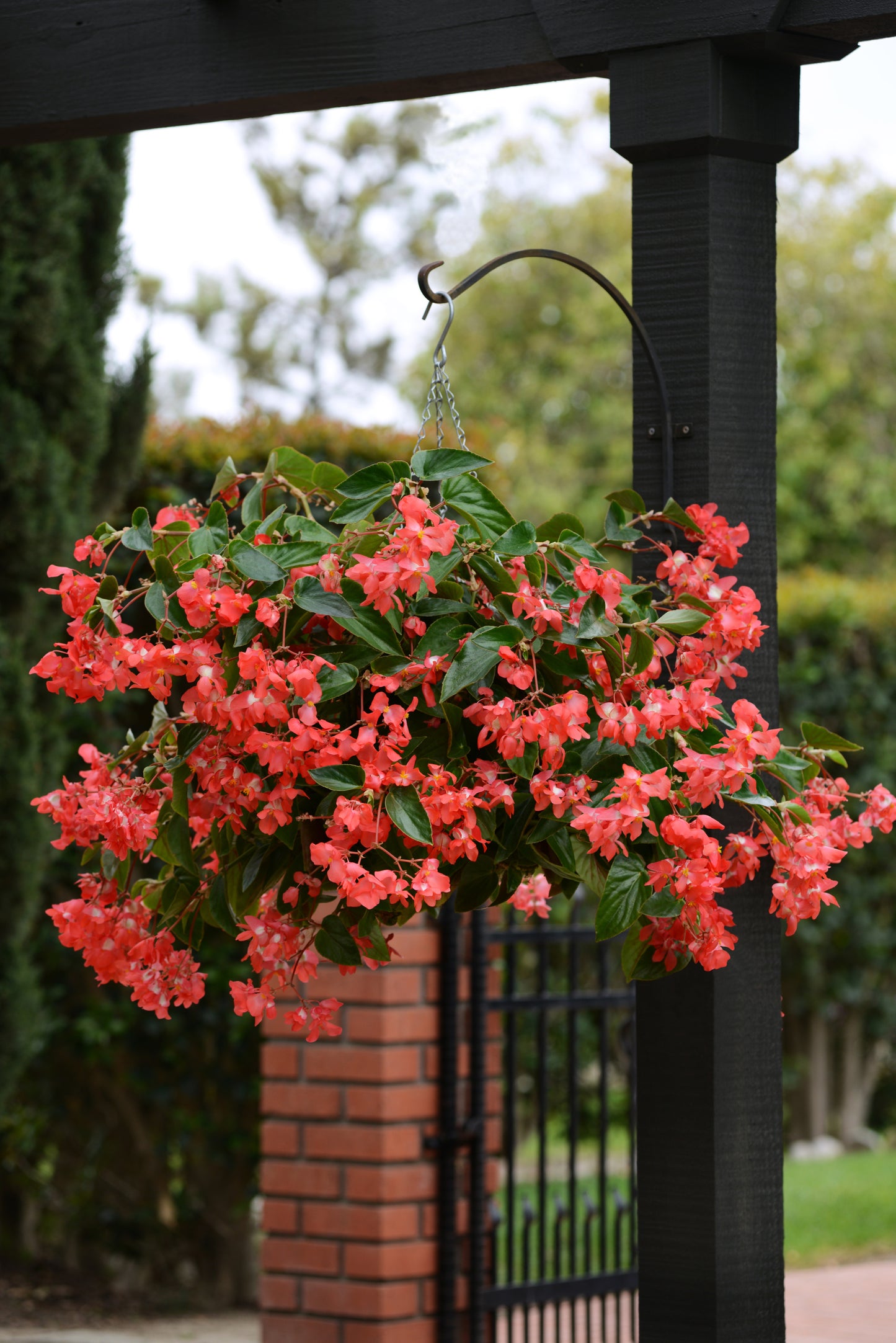 Begonia | Begonia Hanging Basket