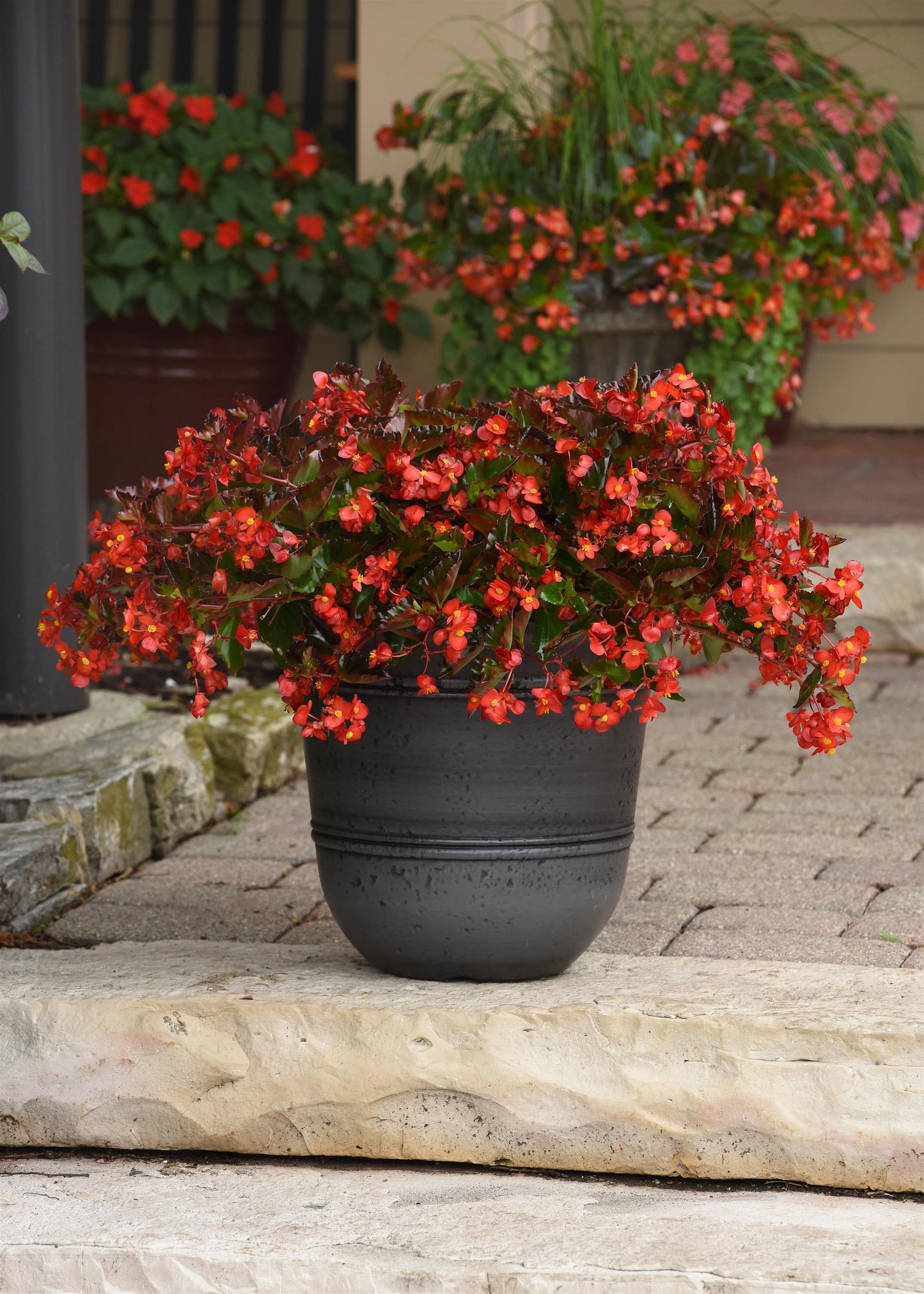 Begonia | Begonia Hanging Basket