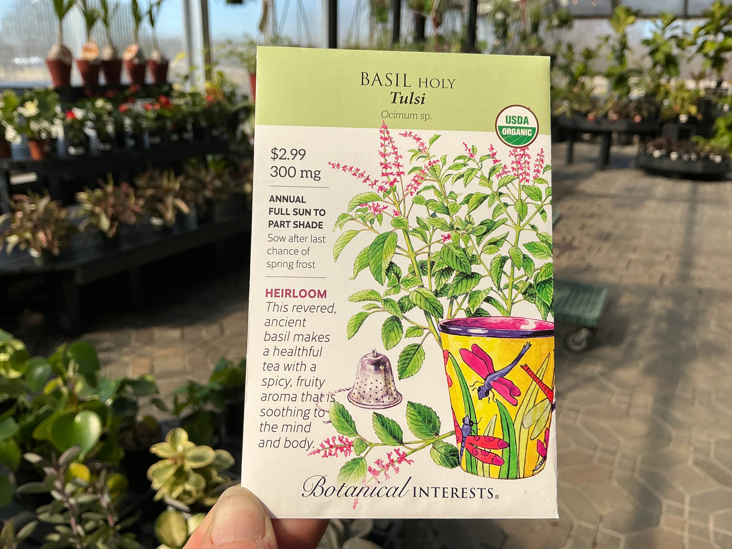 Ocimum | Holy - Basil Organic Seed