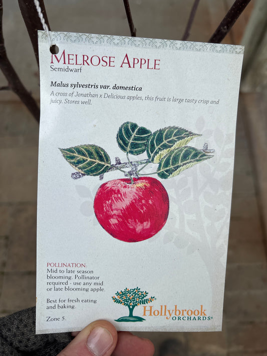 Malus | Melrose Apple