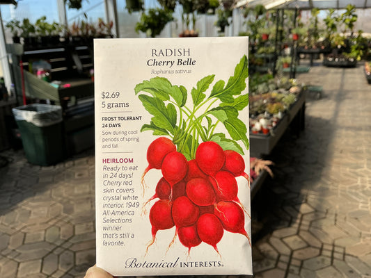 Raphanus | Radish Organic Seed