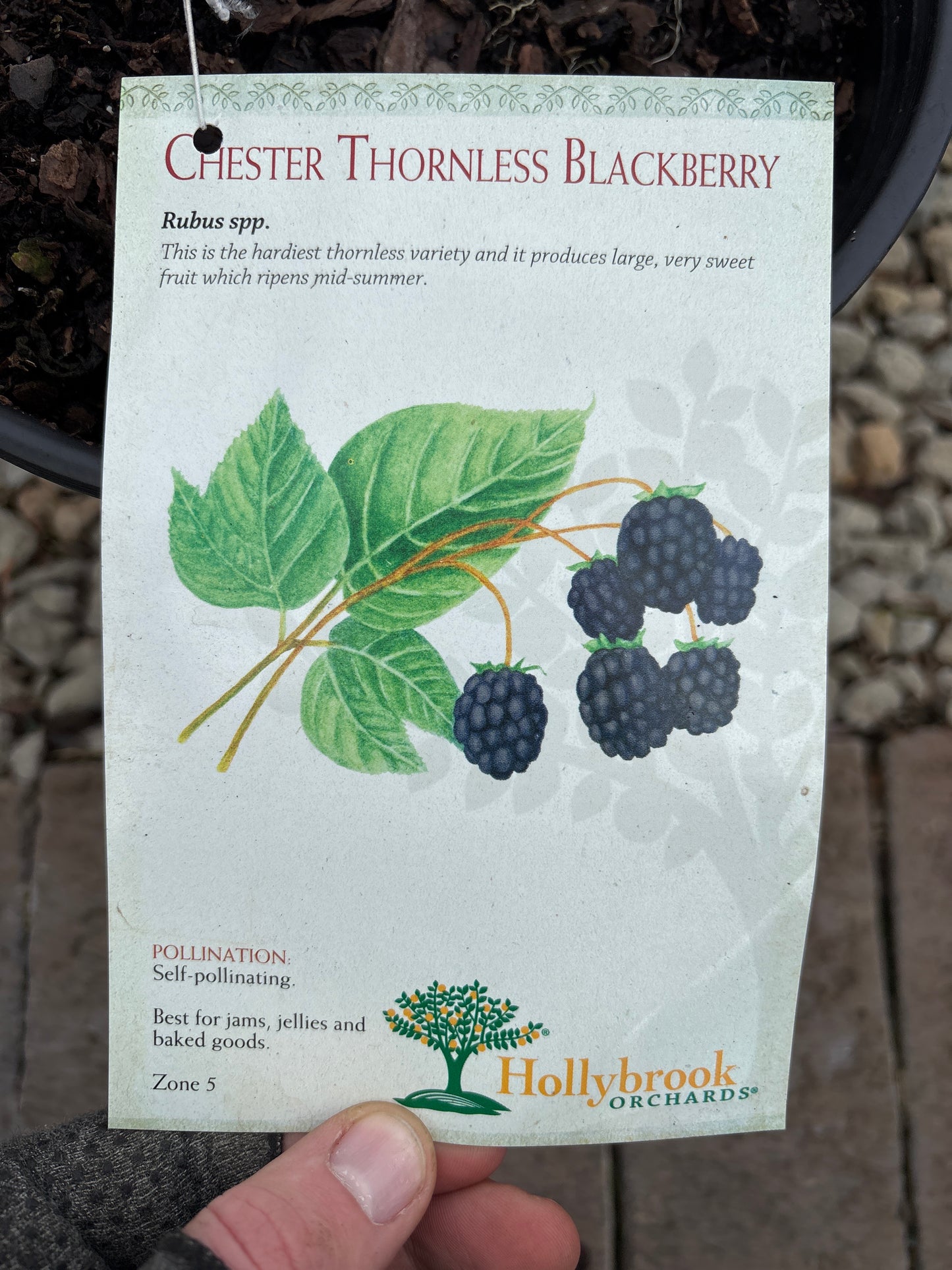 Rubus | Chester Blackberry