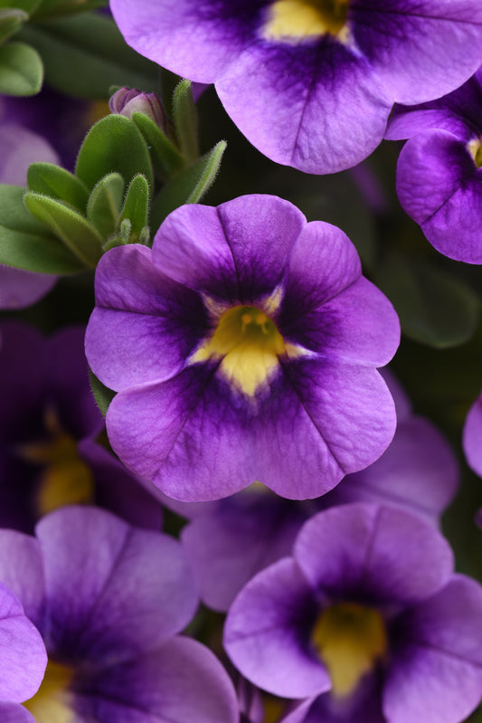 Calibrachoa | Bumble Bee Calibrachoa