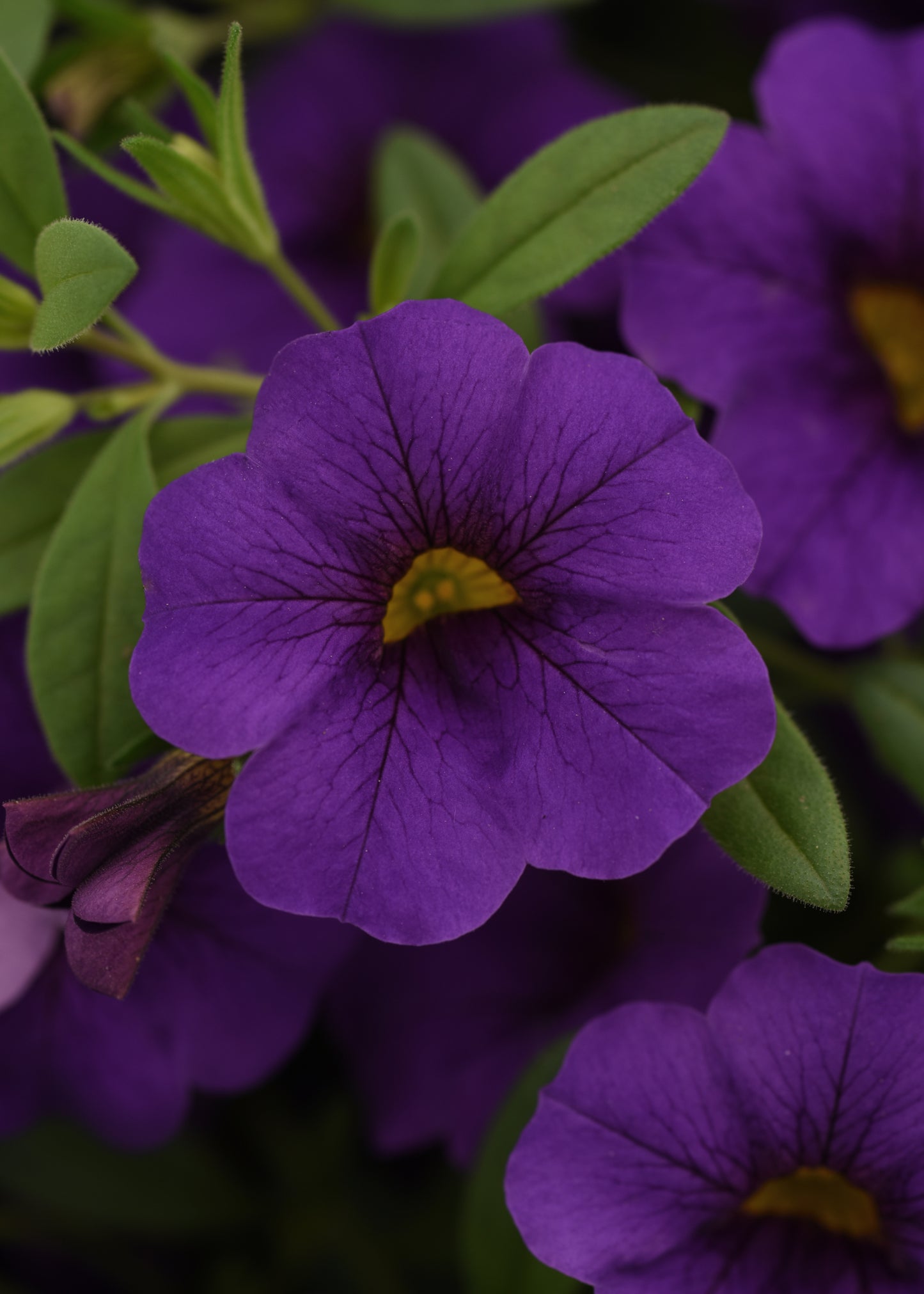 Calibrachoa | Calibrachoa Hanging Basket