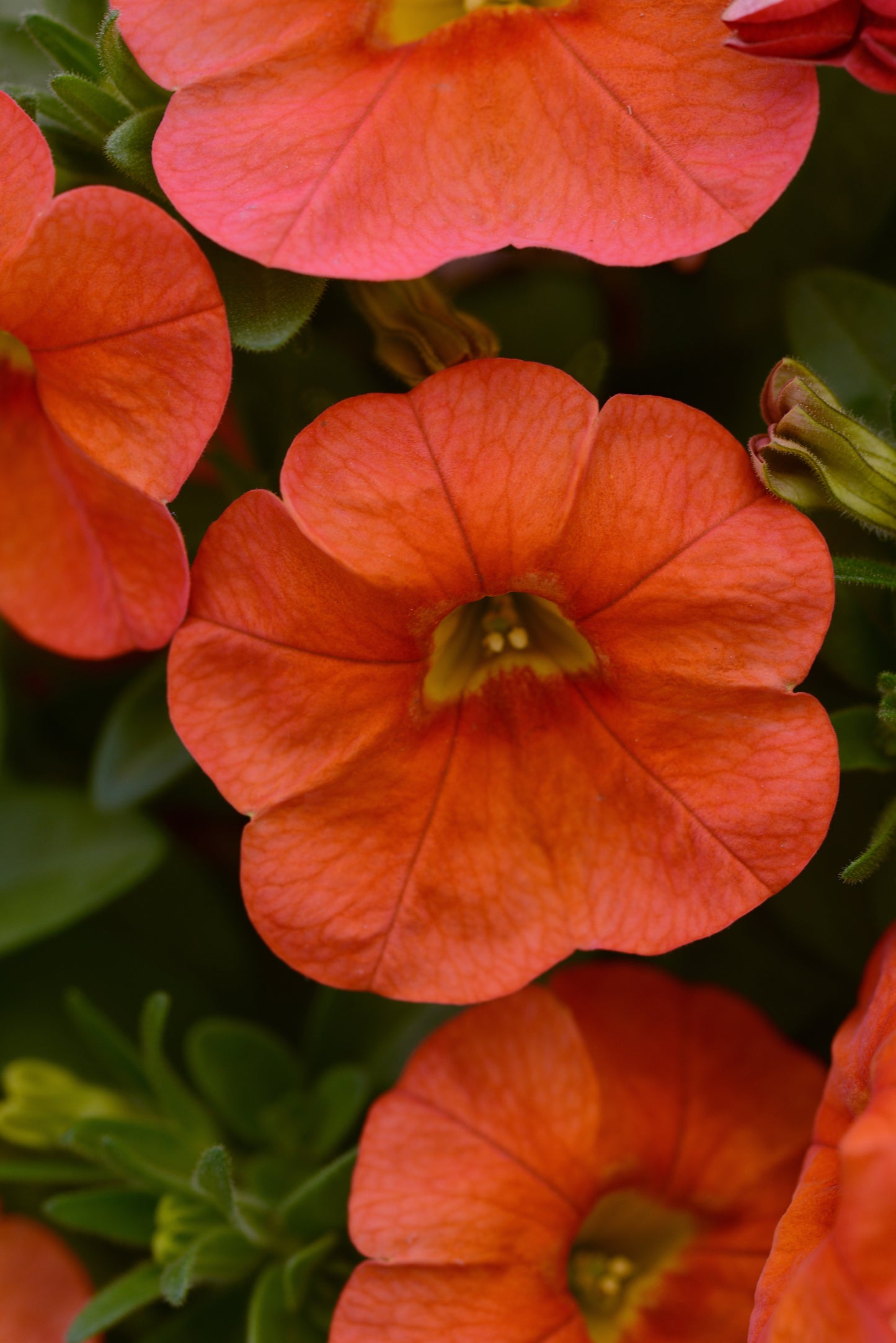 Calibrachoa | Calibrachoa Hanging Basket