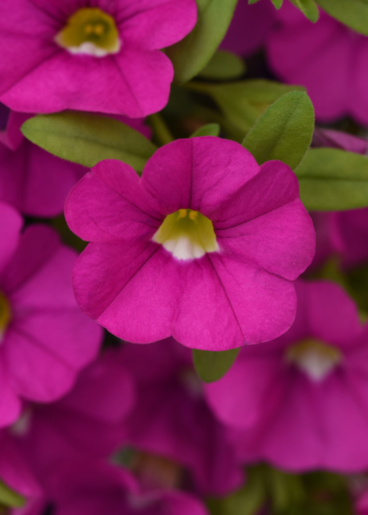 Calibrachoa | Calibrachoa Hanging Basket