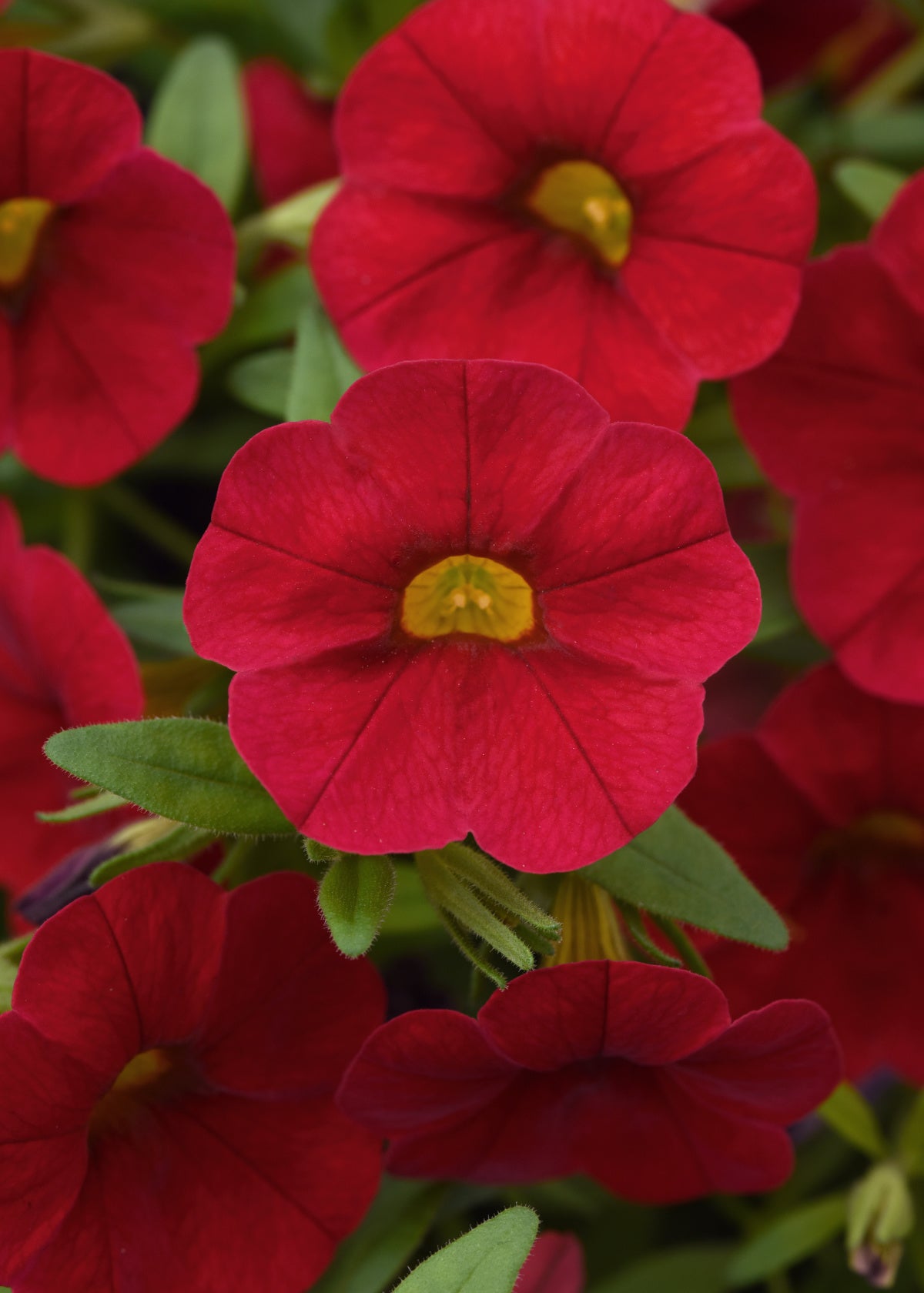 Calibrachoa | Calibrachoa Hanging Basket