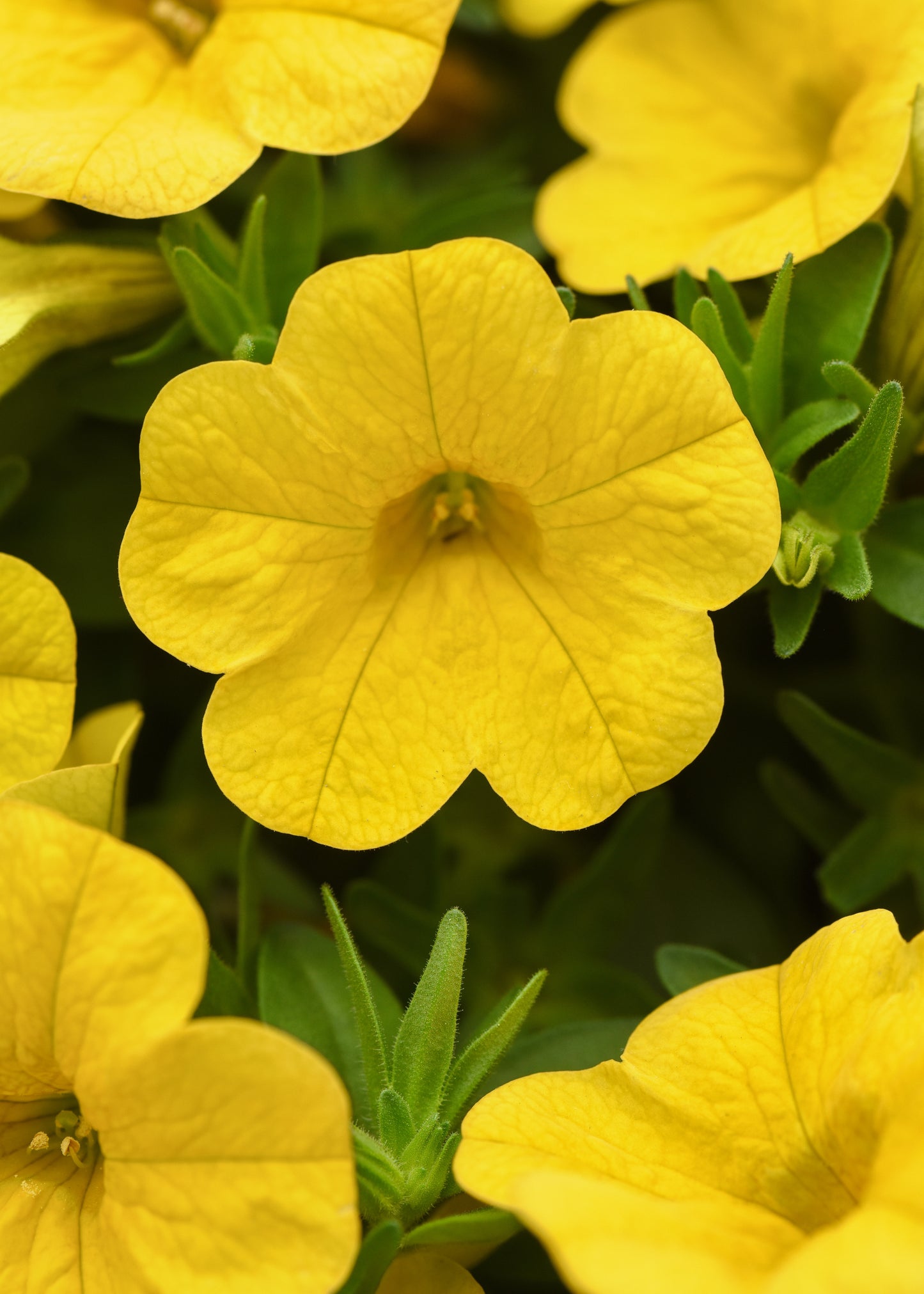 Calibrachoa | Calibrachoa Hanging Basket