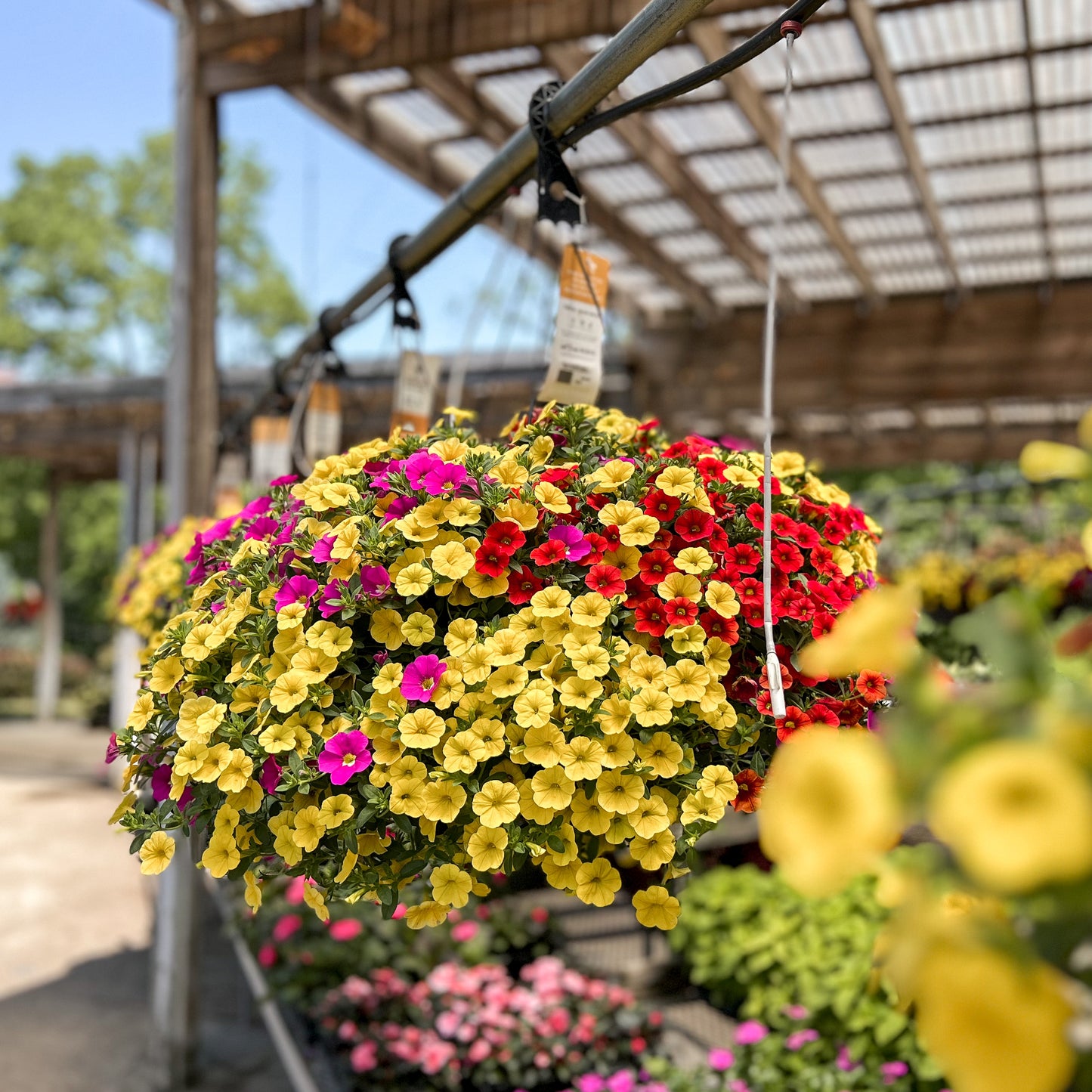 Calibrachoa | Calibrachoa Hanging Basket