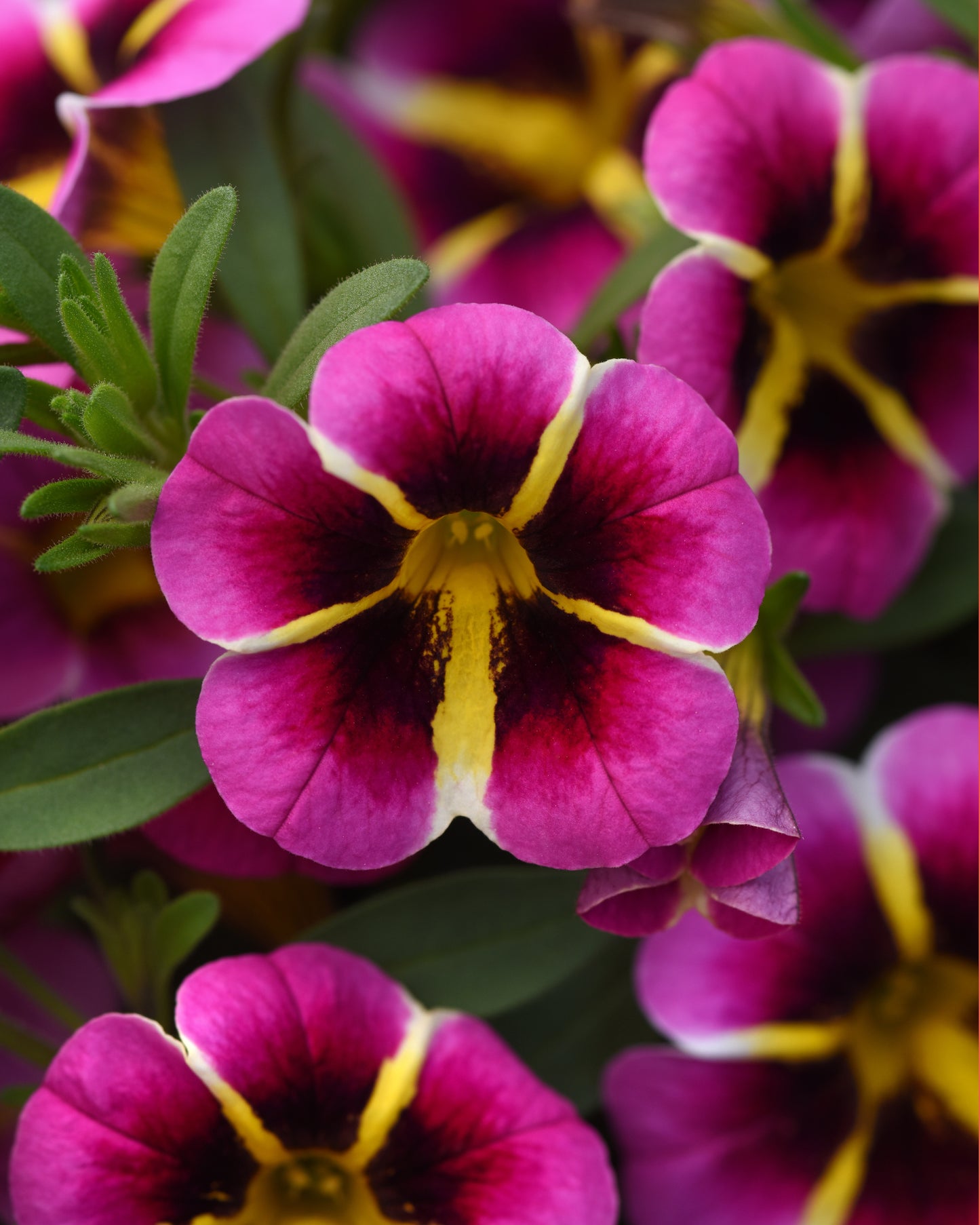 Calibrachoa | Calibrachoa Hanging Basket