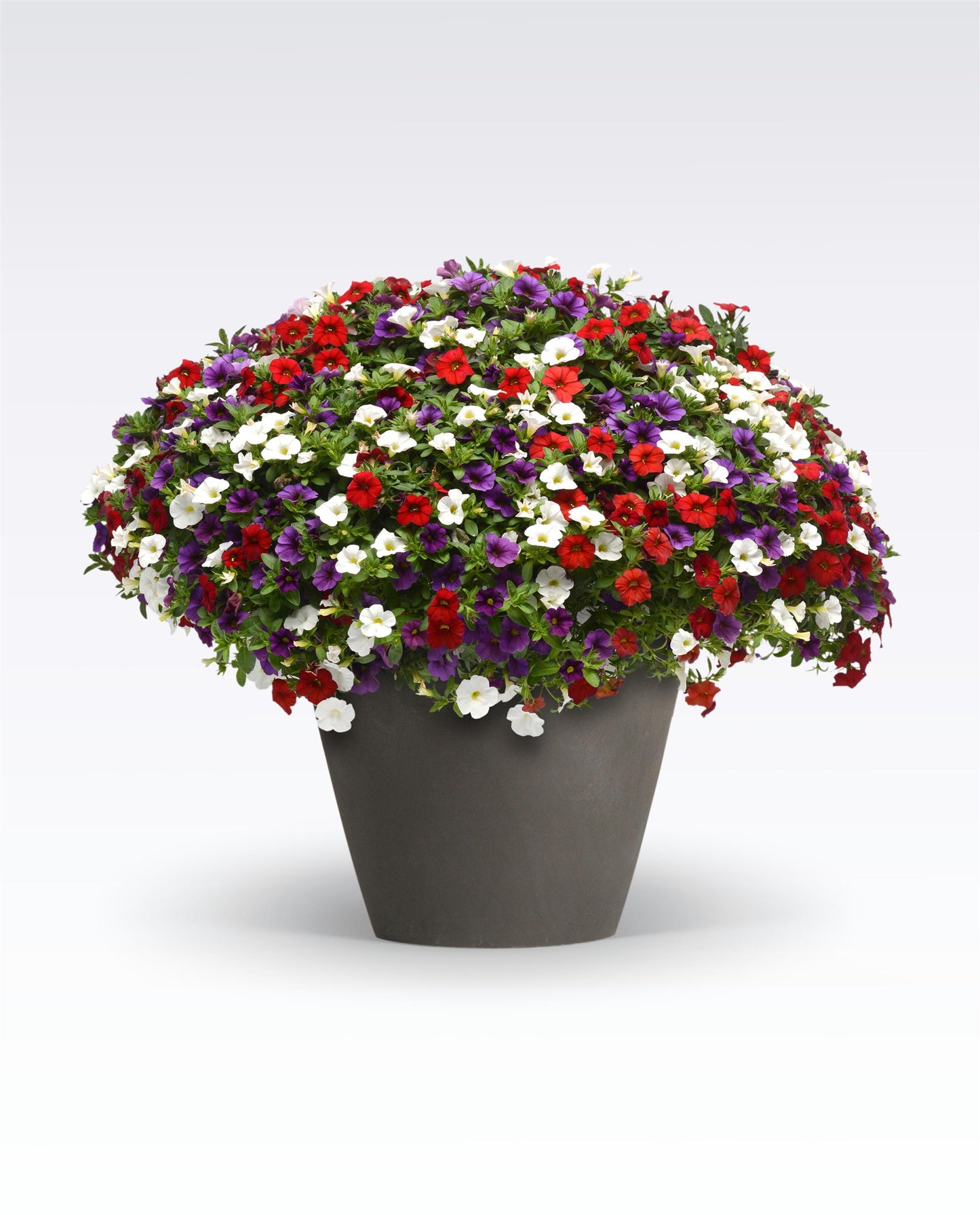 Calibrachoa | Calibrachoa Hanging Basket