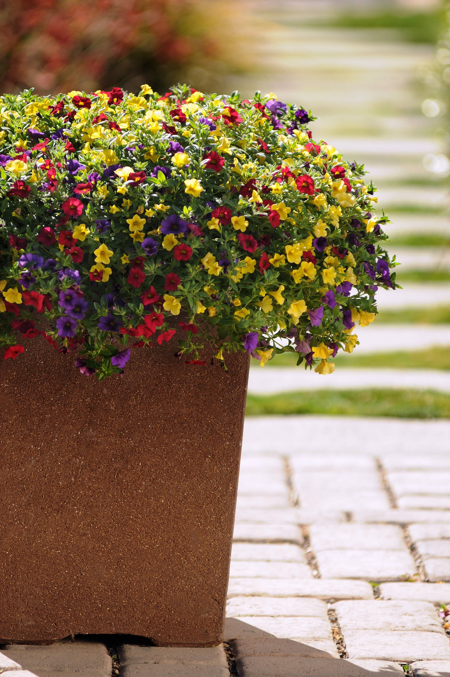 Calibrachoa | Calibrachoa Hanging Basket