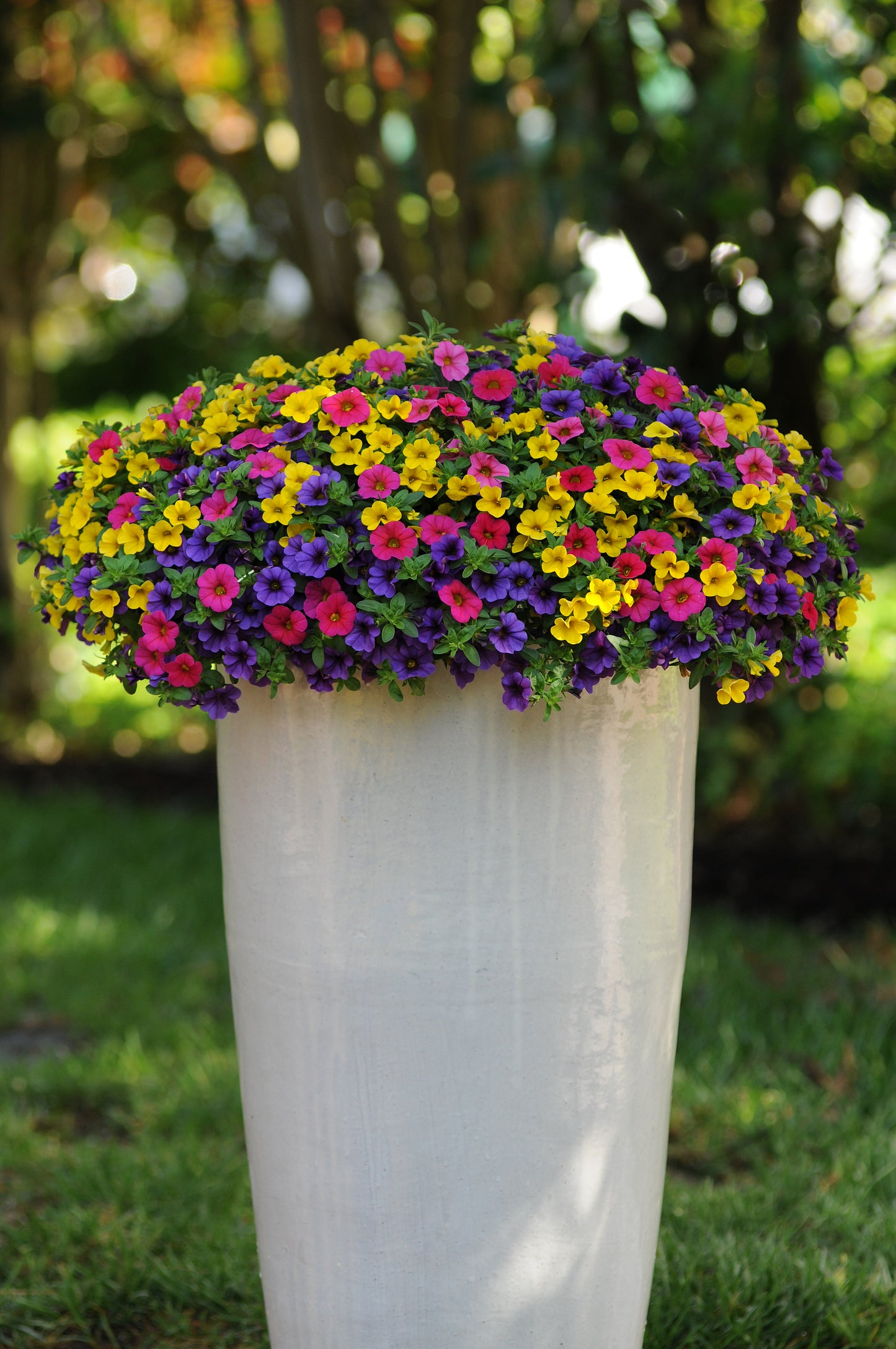 Calibrachoa | Calibrachoa Hanging Basket