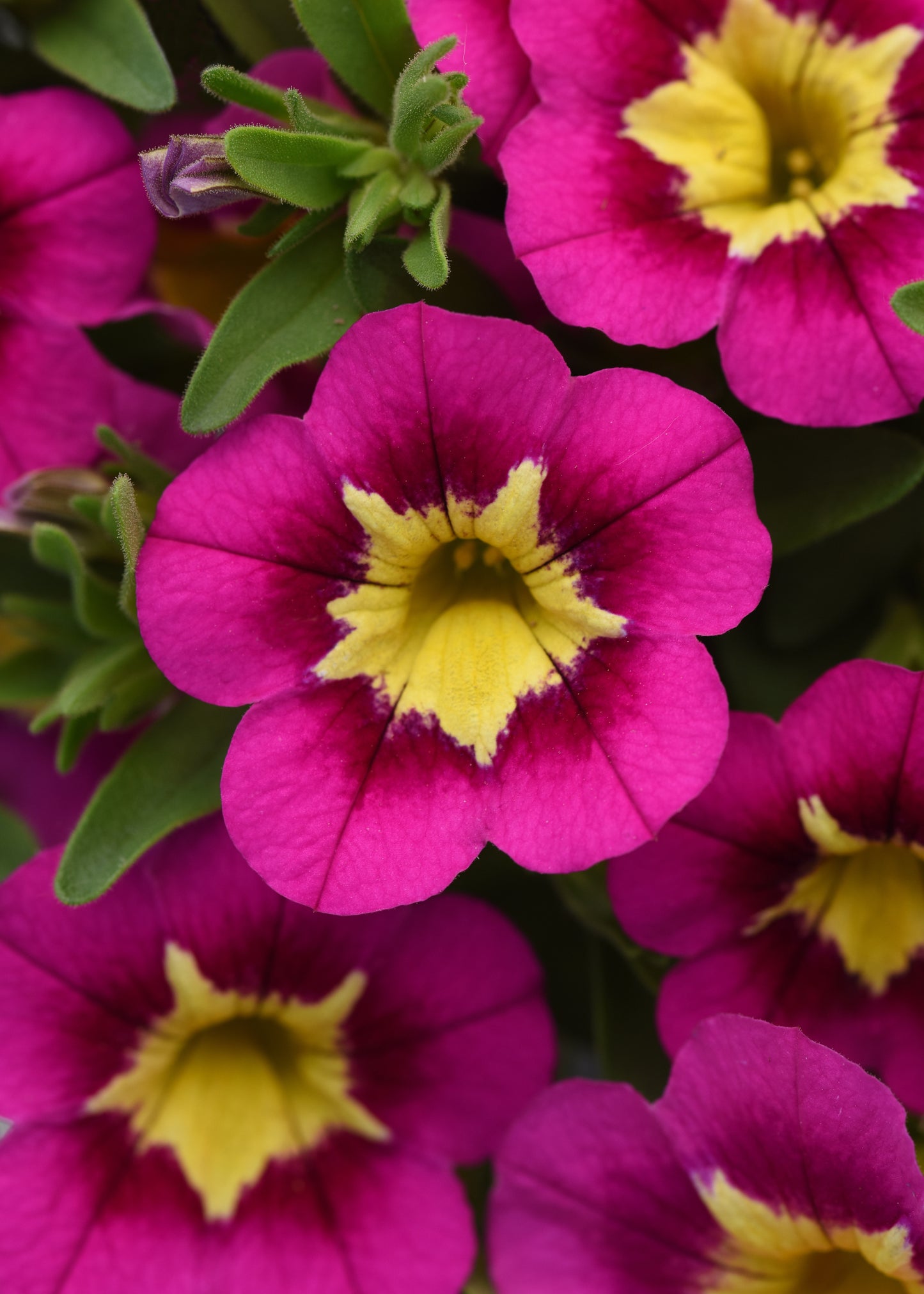 Calibrachoa | Bumble Bee Calibrachoa