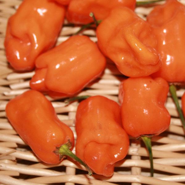 Capsicum | Ethnic Hot Pepper