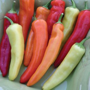 Capsicum | Ethnic Hot Pepper