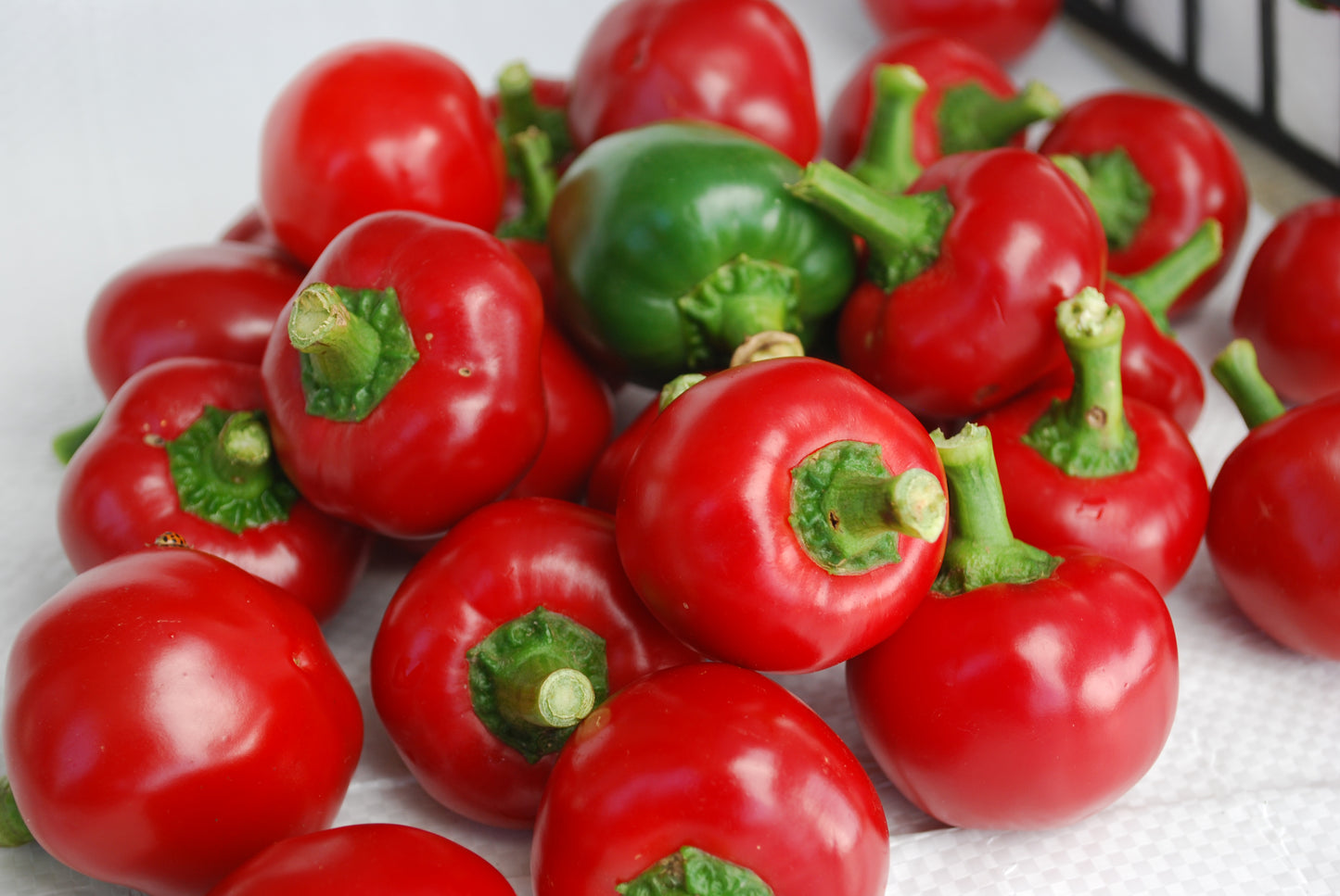 Capsicum | Ethnic Hot Pepper