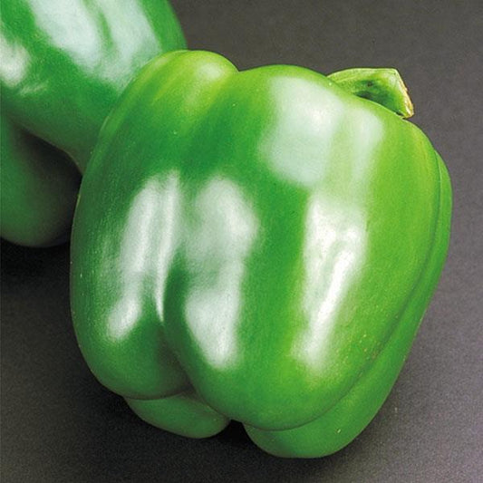 Capsicum | Mild/Bell Pepper