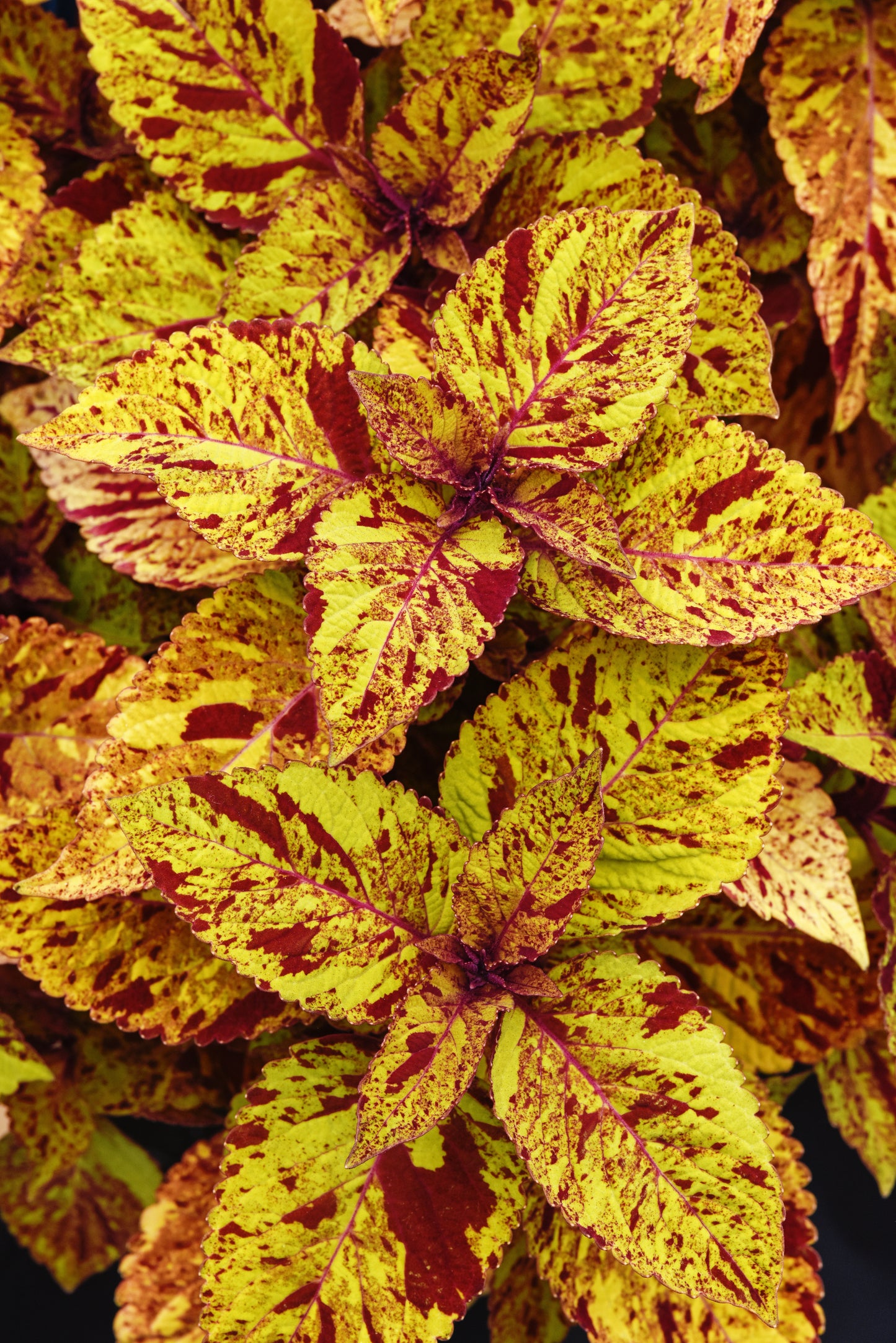 Coleus | ChargedUp Coleus