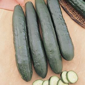 Cucumis  | Cucumber