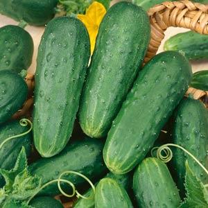 Cucumis  | Cucumber