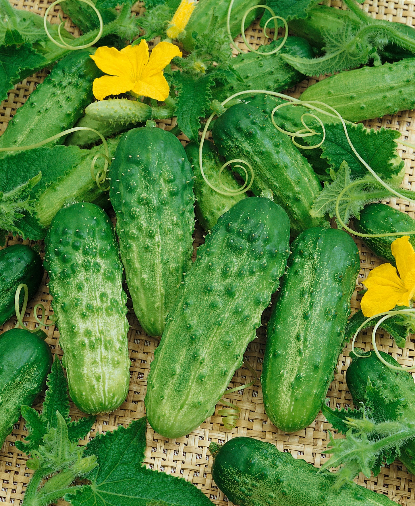 Cucumis  | Cucumber