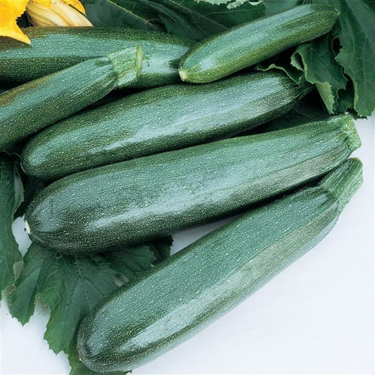 Cucurbita | Summer Squash