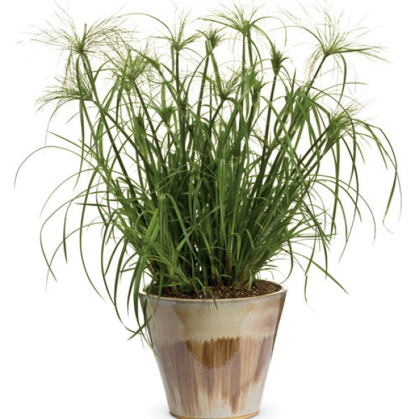 Cyperus | Papyrus Grass