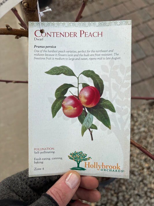 Prunus | Contender Peach