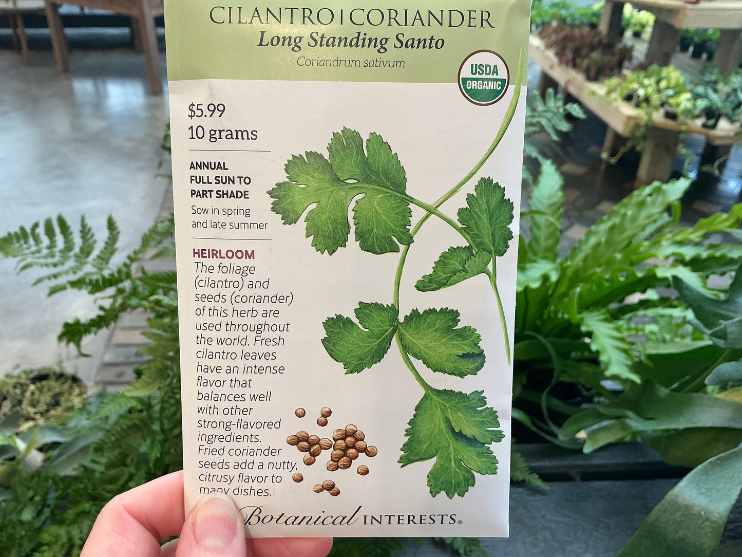 Coriandrum | Cilantro Organic Seed