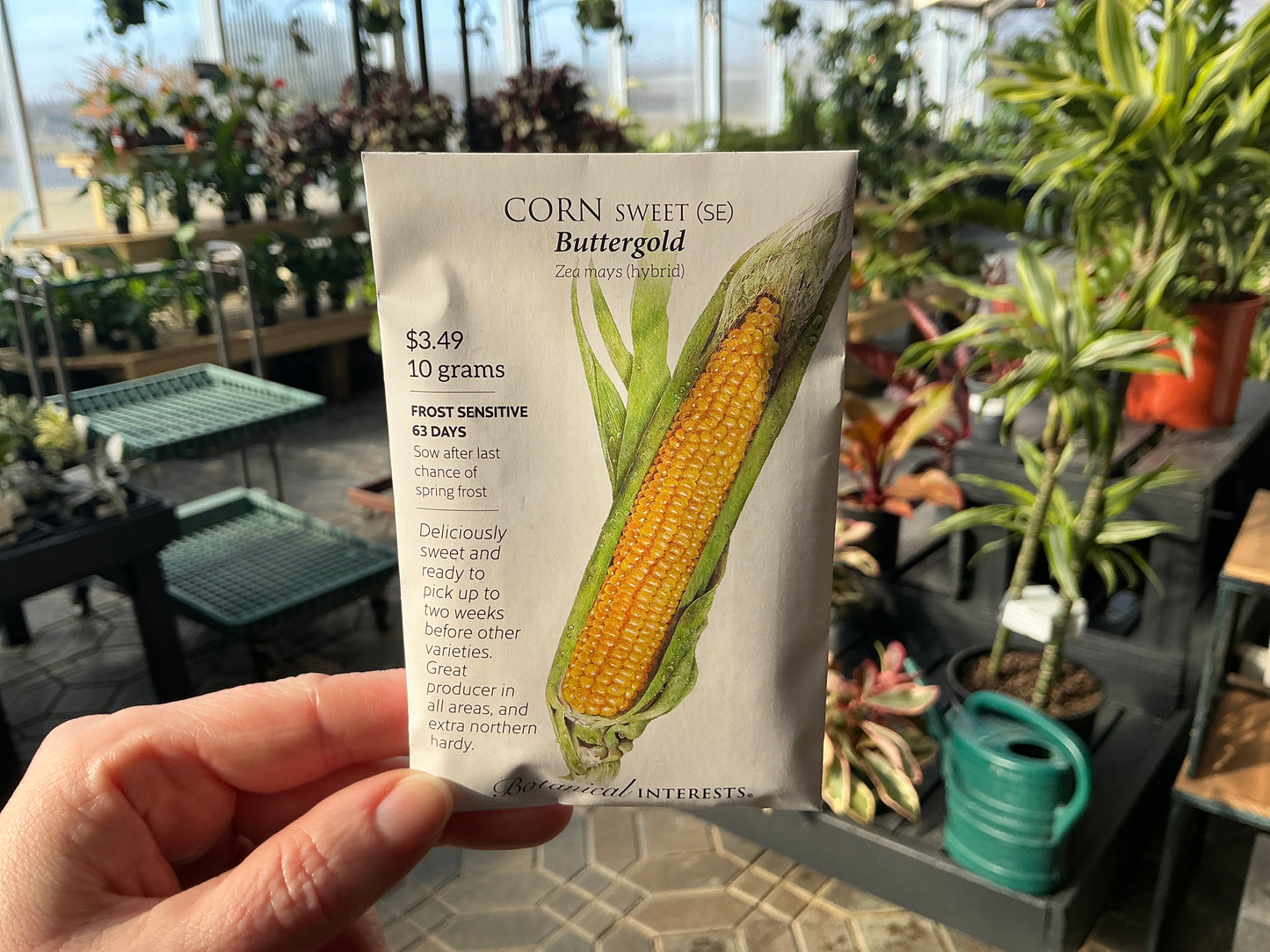 Zea | Sweet - Corn Seed