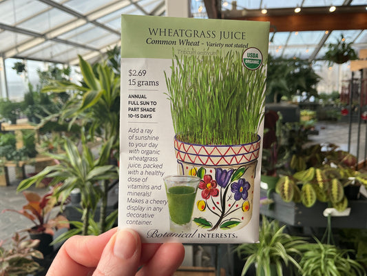 Triticum | Wheatgrass Organic Seed