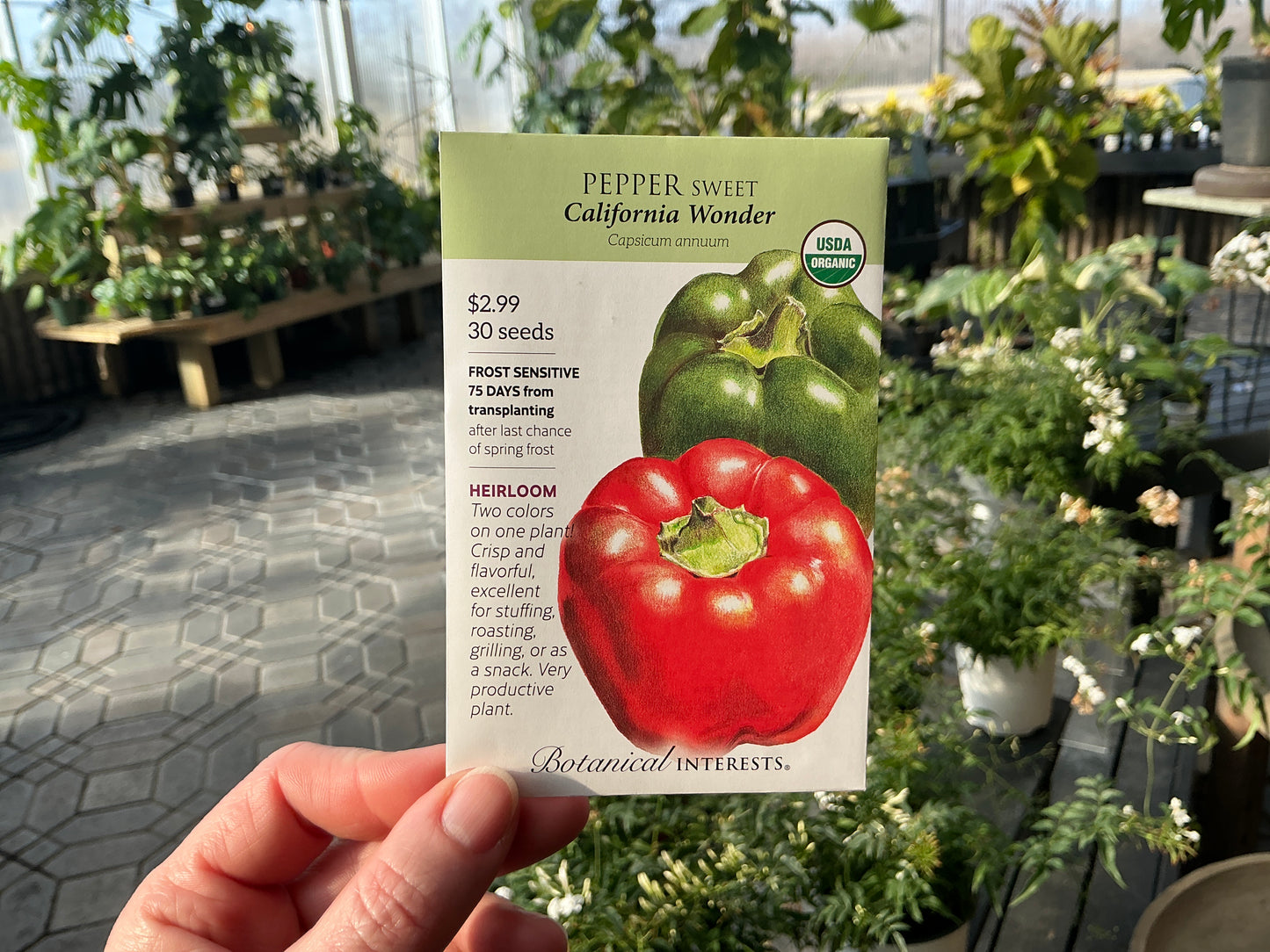 Capsicum | Sweet - Pepper Organic Seed