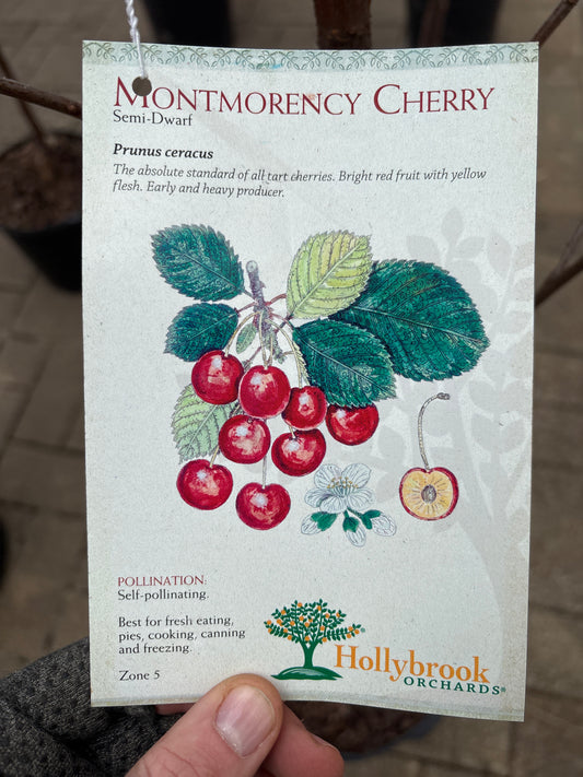 Prunus | Montmorency Sour Cherry