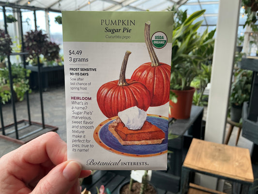 Cucurbita | Mini - Pumpkin Organic Seed