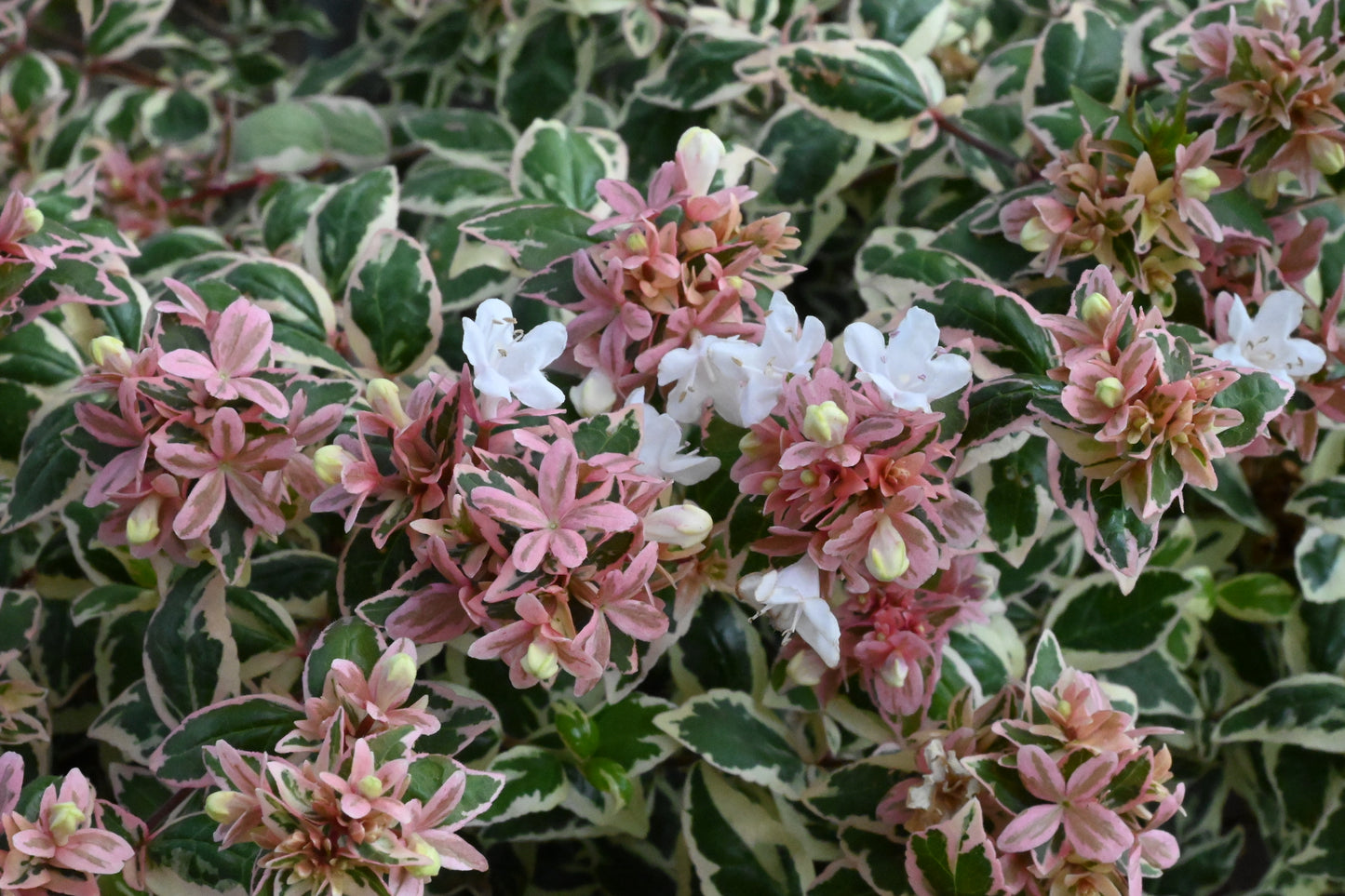 Abelia | Magic Daydream Abelia