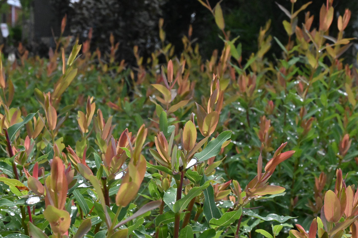 Salix | Flamingo Dappled Willow