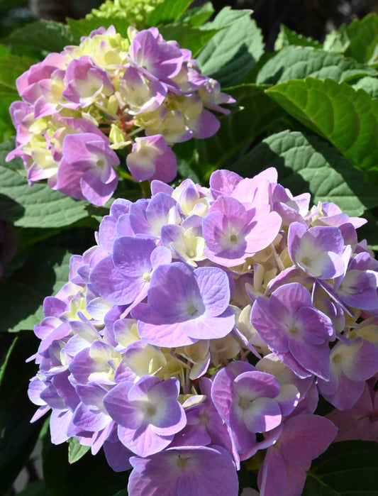 Hydrangea | BloomStruck Bigleaf Hydrangea