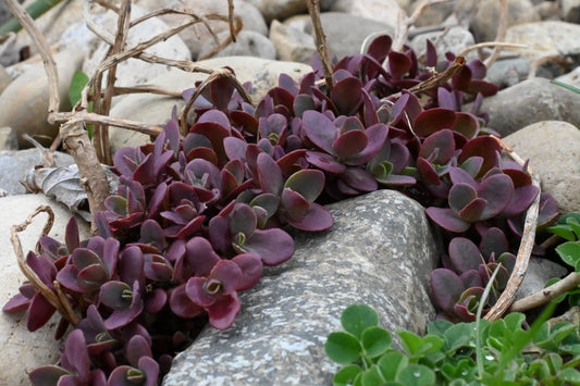 Sedum | SunSparkler Stonecrop