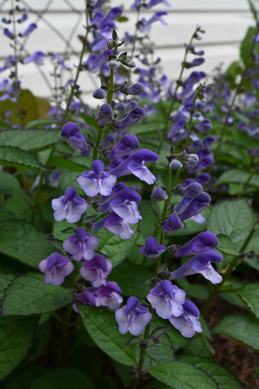 Scutellaria | Appalachian Blues Skullcap