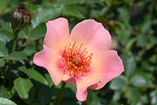 Rosa | Ringo All-Star Rose