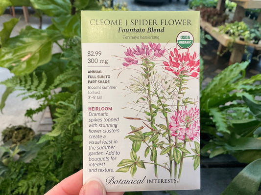 Tarenaya | Spider Flower - Cleome Organic Seed