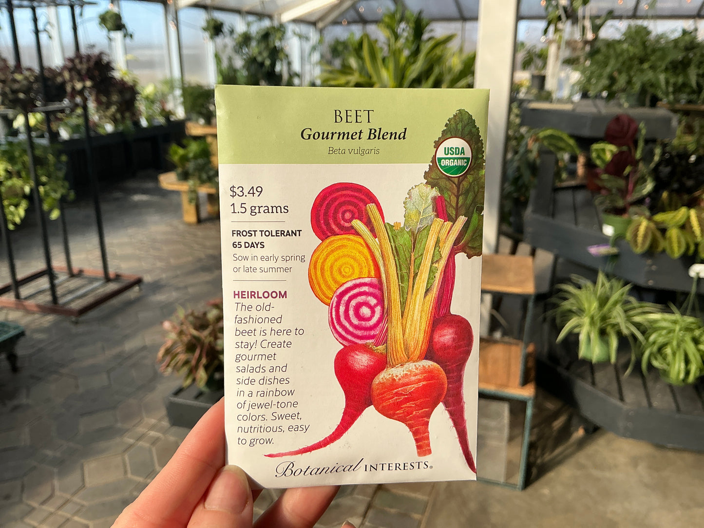 Beta | Beet Organic Seed