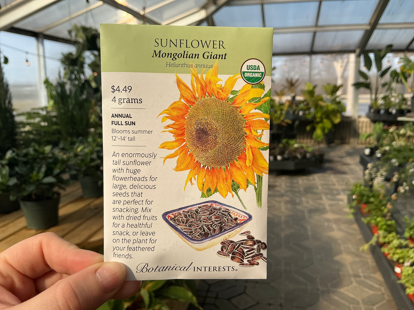 Helianthus | Sunflower Organic Seed