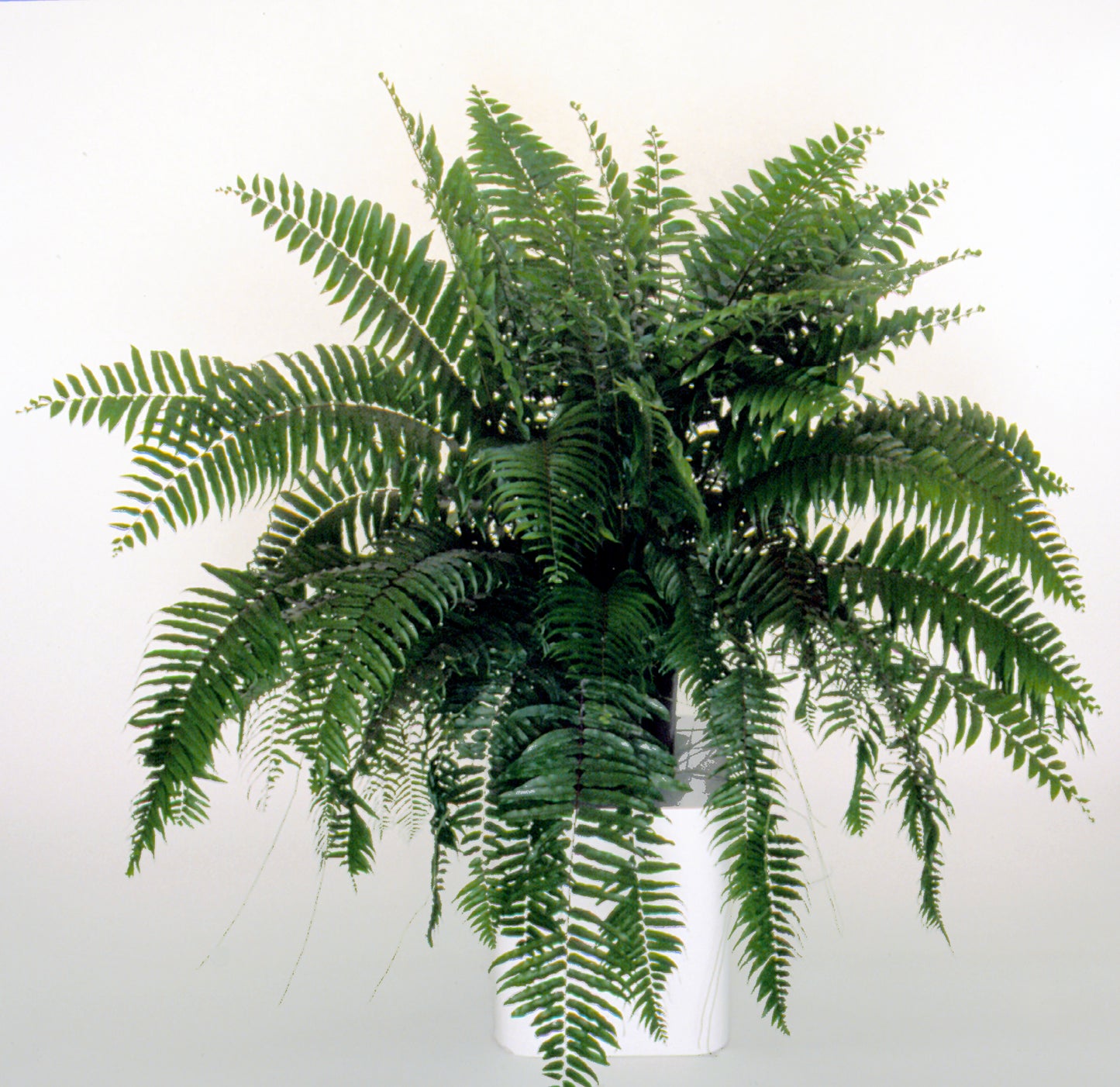 Fern | Fern Hanging Basket