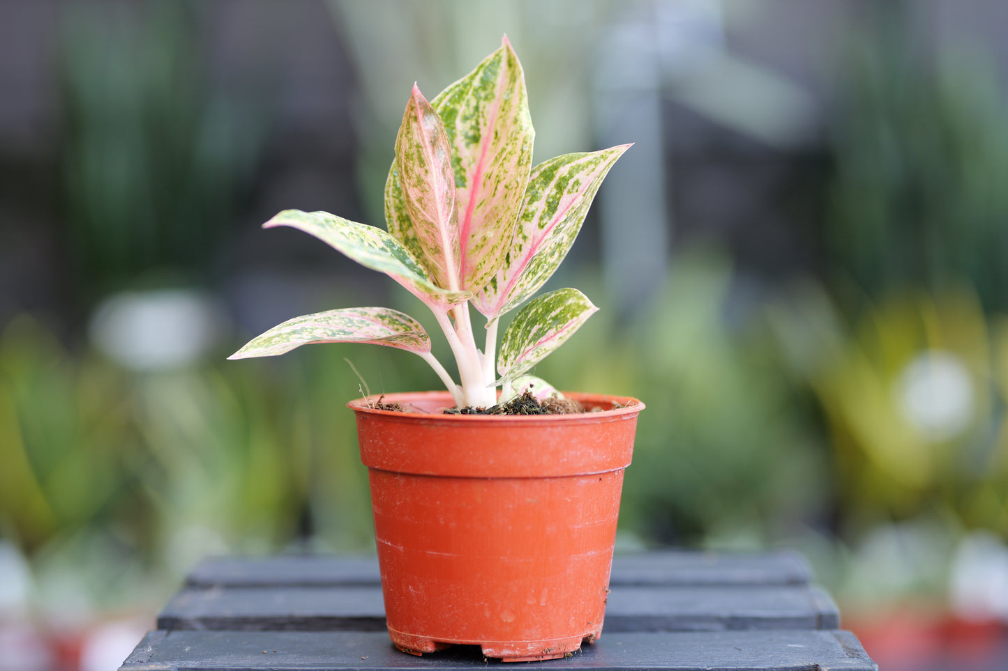 Aglaonema | Golden Powder