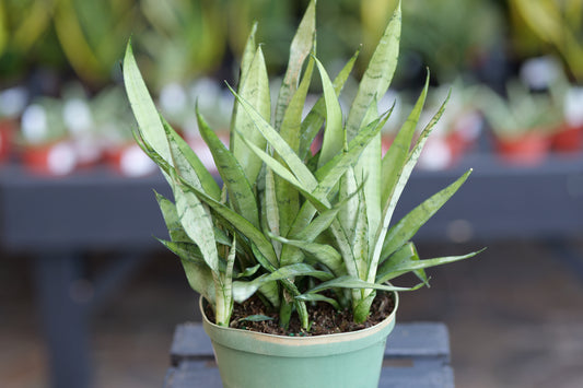 Sansevieria | Silver Streak Snake Plant