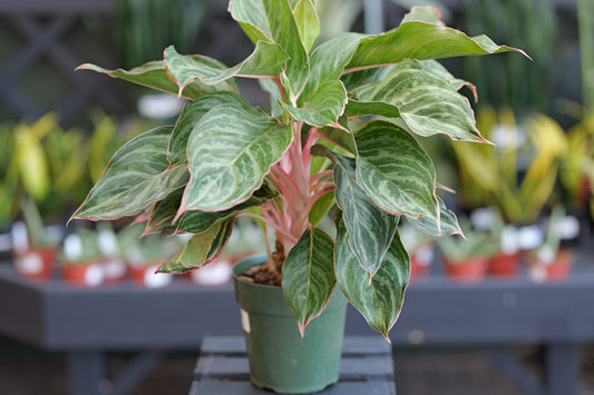 Aglaonema | Moonstone Miles